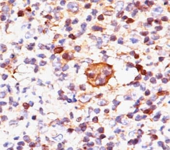 BAX Antibody (clone 2D2, Azide-free, BSA-free)