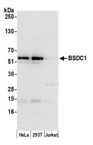 BSDC1 Antibody (aa380-430)