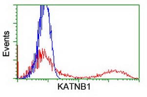 KATNB1 Antibody (clone OTI5A10)