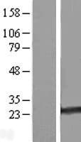 RAB35 Protein (Over-Expression Lysate Myc-DDK (Flag))