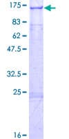 Human COG1 Protein (Recombinant GST)