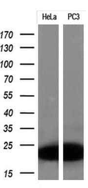 p16INK4a / CDKN2A Antibody (clone OTI2C5, Carrier-free)