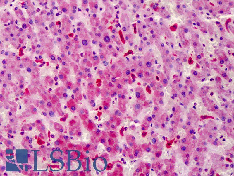 IHC-plus™ STEAP4 Antibody (aa201-250)