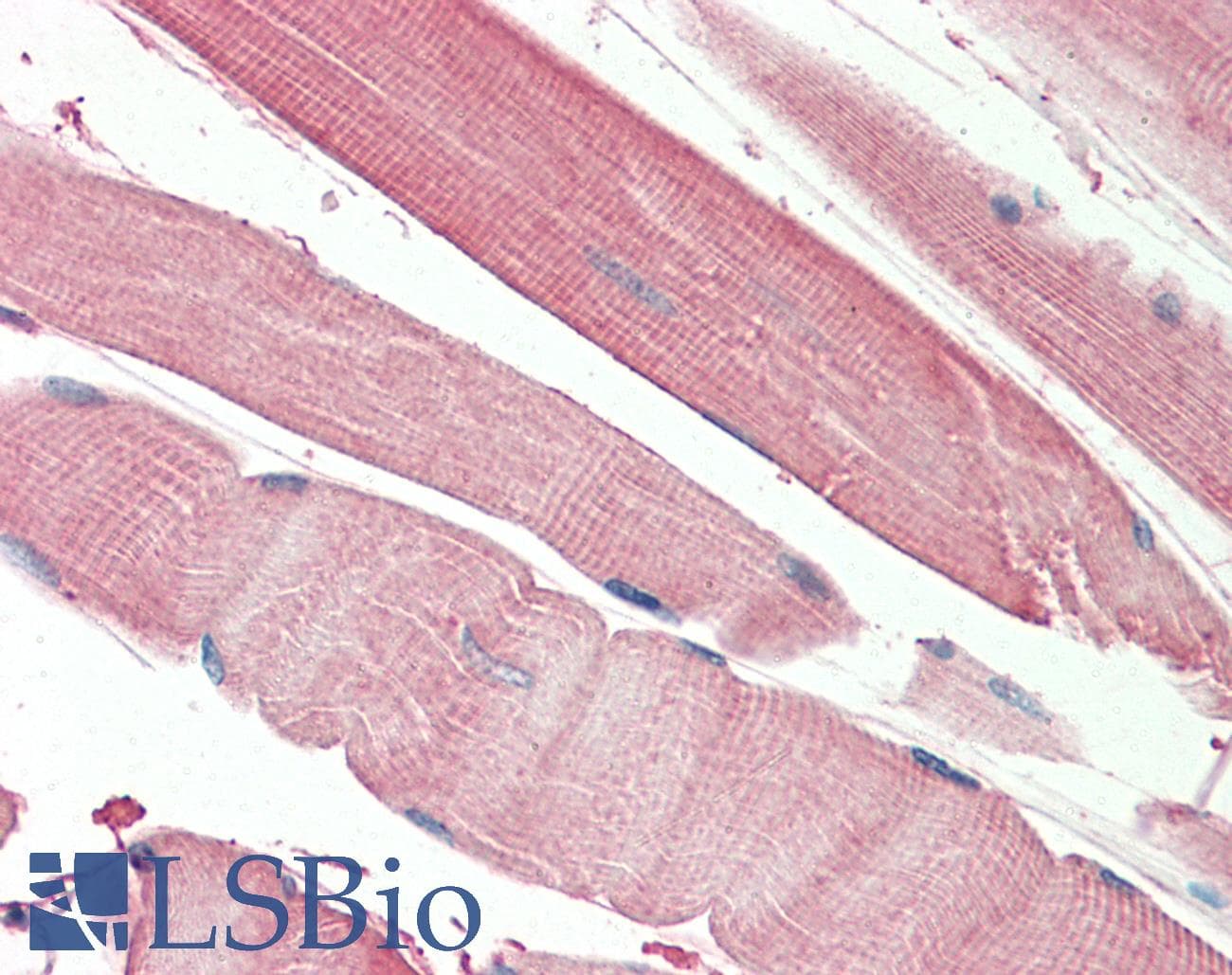 IHC-plus™ THNSL2 Antibody (aa192-204)
