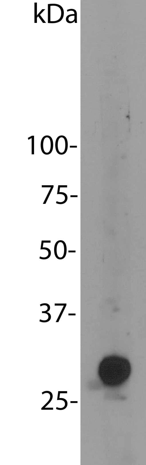 mCherry Antibody