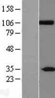 CLCA2 Protein (Over-Expression Lysate Myc-DDK (Flag))