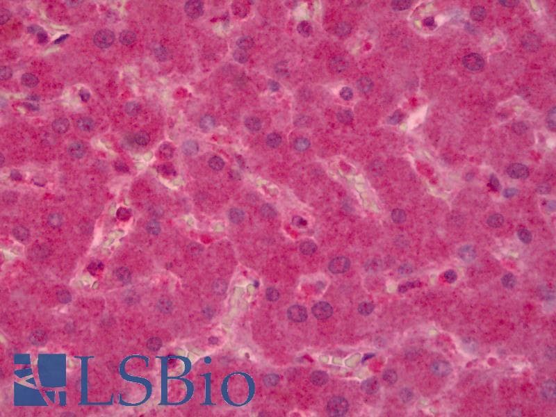 IHC-plus™ PTP-PEST / PTPN12 Antibody (clone 4G6)