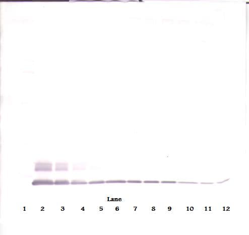 CCL8 / MCP2 Antibody