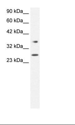 FOXA3 Antibody (aa201-250)