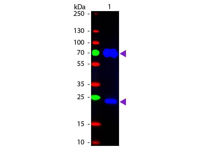 Polyclonal Rabbit Anti-Chicken IgY Secondary Antibody (FITC, IF, WB)