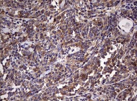 CD4 Antibody (clone OTI3E11)