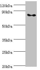 ATRIP Antibody (aa1-260)