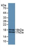 CD66a / CEACAM1 Antibody (aa149-403)