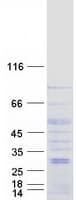 Human VMD2L3 / BEST3 Protein (Recombinant Myc-DDK (Flag))