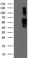 IDS / Iduronate 2 Sulfatase Antibody (clone OTI1D9)