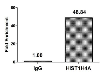 HIST1H4I Antibody