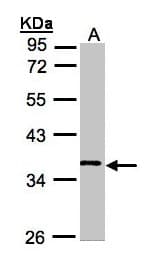 WNT11 Antibody (aa1-310)