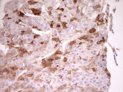 APOH / Apolipoprotein H Antibody (aa120-345, clone OTI4A11)