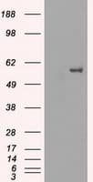 FRK Antibody (clone OTI7H3)