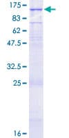 Human GRIK3 / GLUR7 Protein (Recombinant GST)