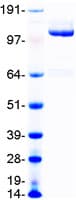 Human MER / MERTK Protein (Recombinant Myc-DDK (Flag))