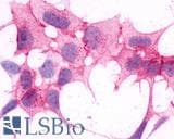 IHC-plus™ HRH4 / Histamine H4 Receptor Antibody (C-Terminus)