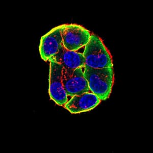 Monoclonal Mouse anti-Human CHRNA3 Antibody (clone 6D3A10, IHC, WB)