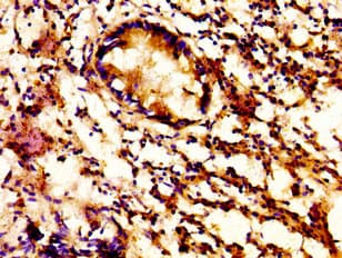 GCP60 / ACBD3 Antibody