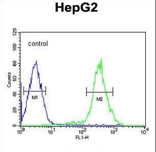 SLC7A6 Antibody (aa487-515)