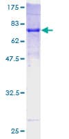 Human PAR6B / PARD6B Protein (Recombinant GST)