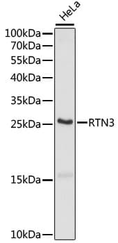 RTN3 / Reticulon 3 Antibody