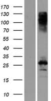 Human CBLN3 / Cerebellin 3 Protein (Over-Expression Lysate Myc-DDK (Flag))