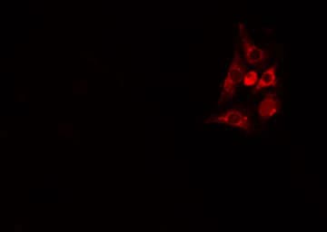 PLA2G4C Antibody