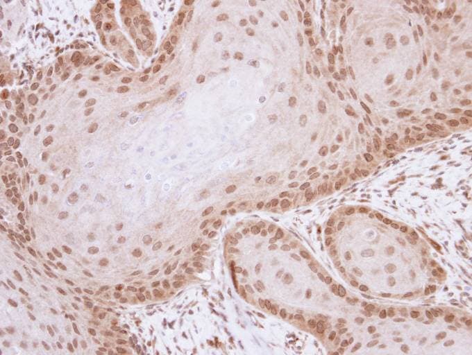 BIRC7 / Livin Antibody (aa1-241)
