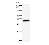 GTF3 / GTF2IRD1 Antibody (clone GTF5I102)