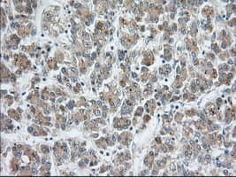 SNX9 / WISP Antibody (clone OTI1E2, Carrier-free)