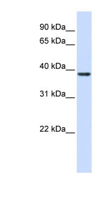 RASSF7 Antibody (aa288-337)