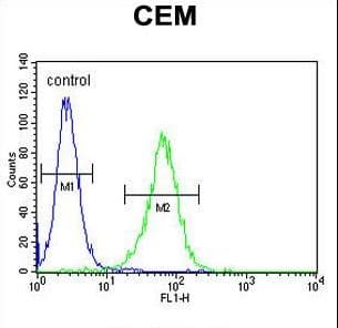 Polyclonal Rabbit anti-Human NXPH4 Antibody (aa219-248, WB)