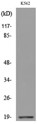 LCN1 / Lipocalin-1 Antibody