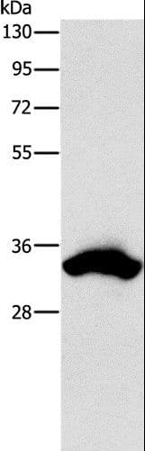 CDCA8 / Borealin Antibody