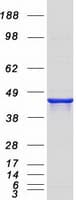 Human NAPE-PLD Protein (Recombinant Myc-DDK (Flag))