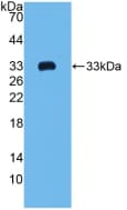 COL1A2 / Collagen I Alpha 2 Antibody (aa1109-1372)