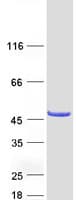 Human CYTH4 / PSCD4 Protein (Recombinant Myc-DDK (Flag))
