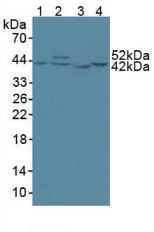 CS / Citrate Synthase Antibody (aa56-312)