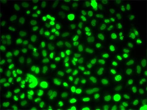 PRPF3 Antibody