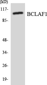 Polyclonal Rabbit anti-Human BTF / BCLAF1 Antibody (aa272-321, WB)
