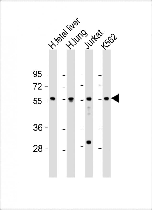 EFS / CASS3 Antibody (aa367-399)