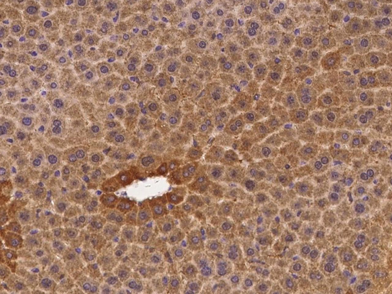 CD164 Antibody (Preservative Free)