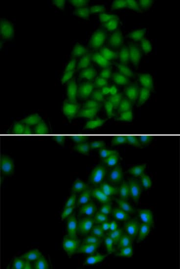 Scramblase / PLSCR1 Antibody
