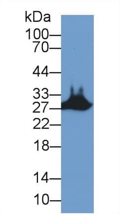 STC2 / Stanniocalcin 2 Antibody (aa53-294)